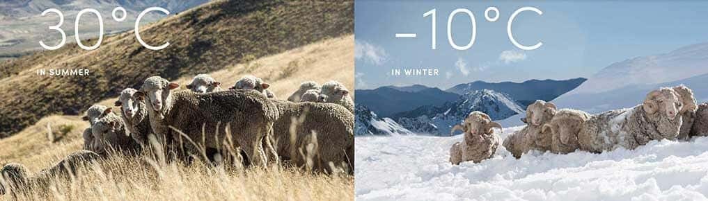 Merino wool in summer or winter